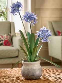 Kunstbloemen*Next Artificial Agapanthus Plant In Ceramic Pot