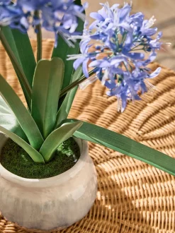 Kunstbloemen*Next Artificial Agapanthus Plant In Ceramic Pot