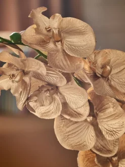 Kunstbloemen*Next Artificial Orchid In Ceramic Vase