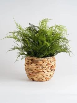 Kunstbloemen|Scottish Everlastings Ltd Artificial Fern in Basket