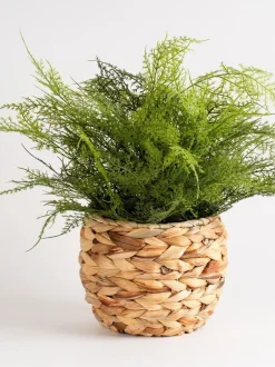 Kunstbloemen|Scottish Everlastings Ltd Artificial Fern in Basket