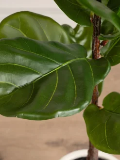 Kunstbloemen|Scottish Everlastings Ltd Artificial Fig Tree in Chunky Pot