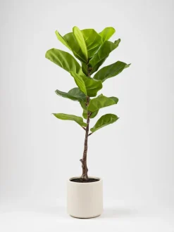 Kunstbloemen|Scottish Everlastings Ltd Artificial Fig Tree in Chunky Pot
