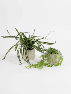 Kunstbloemen|Scottish Everlastings Ltd Set of 2 Artificial Plants in Glazed Pots